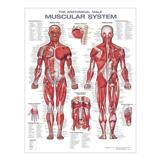 Wolters Kluwer Health Inc Anatomical Male Muscular System Chart, Sold As 1/Each Wolter 978-1975180225